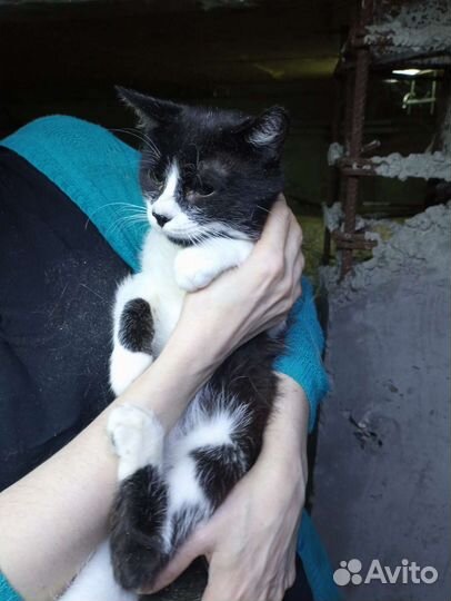 Черный Нос ищет дом