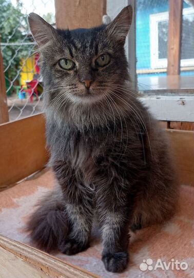 Кошечка Моника