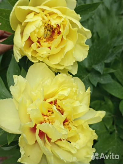 Ито пион Бартзелла 1 корень