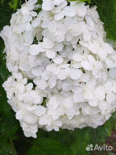 Букет гортензии