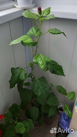 Гибискус китайская роза