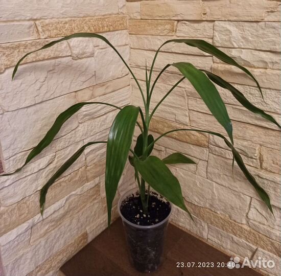 Драцена Сандера или бамбук счастья