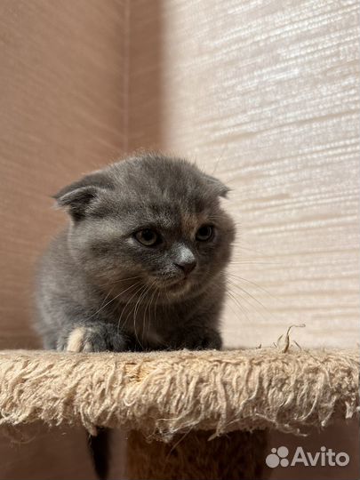 Шотландские котята