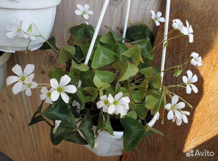 Каллизия 'Melnikoff', рео вариегатное Cream и др