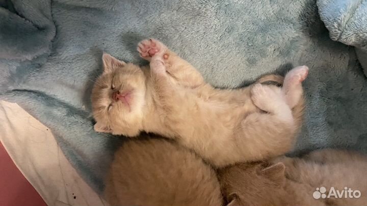 Шотландские вислоухие котята