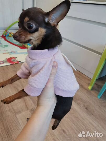 Одежда для мелких пород собак и кошек