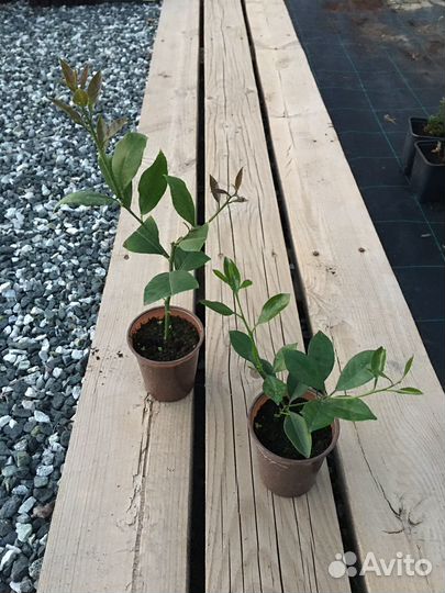 Лимон, Мандарин