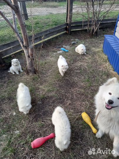 Самоедская лайка щенки