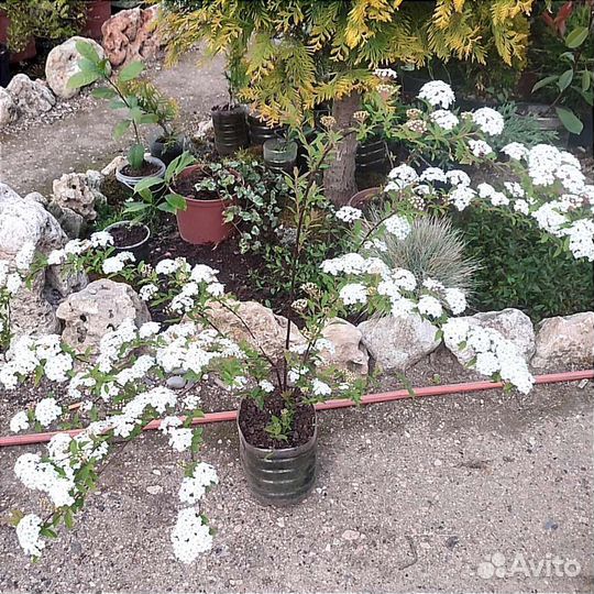 Декоративные кустарники