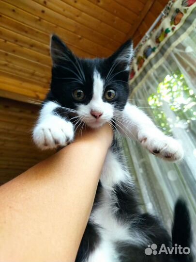 Котик 1 год 4 месяца мальчик