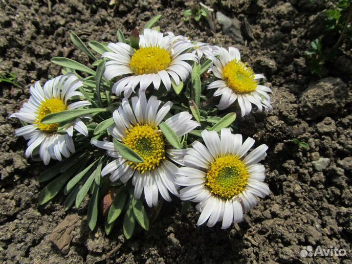 Продажа альпийских растений