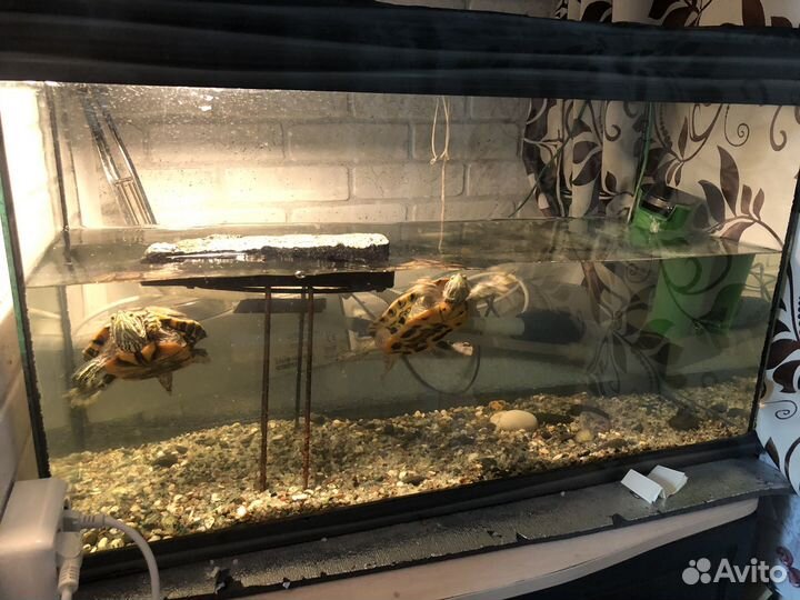 Красноухие черепахи с аквариумом