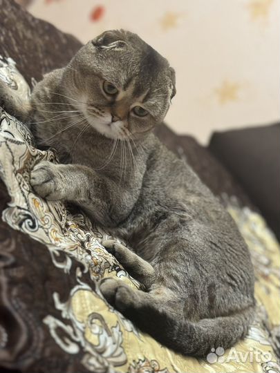 Шиншилла кот вислоухий вязка