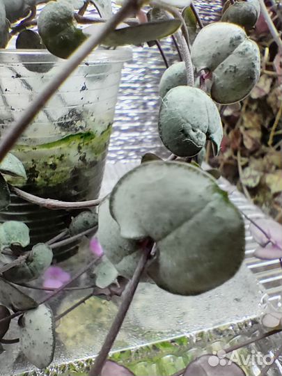 Ceropegia Silver Glory