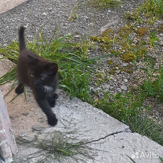 Котята малыши