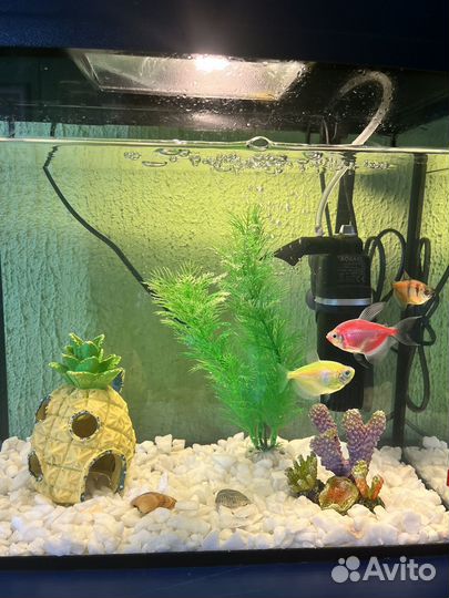 Аквариум всё включено + 3 рыбки