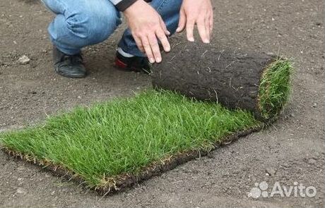 Газон от производителя