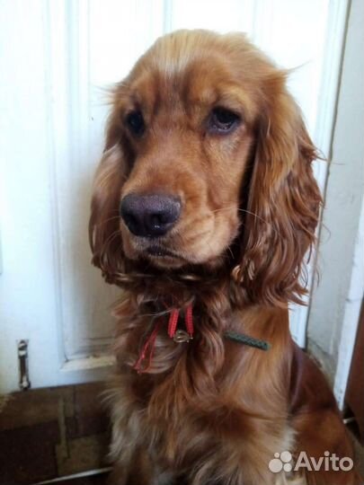 Случка собак