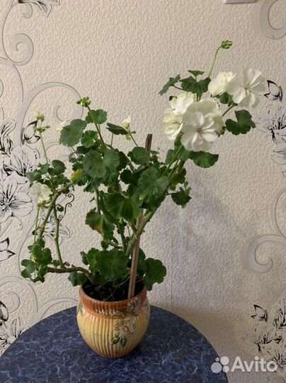 Пеларгония герань в горшке