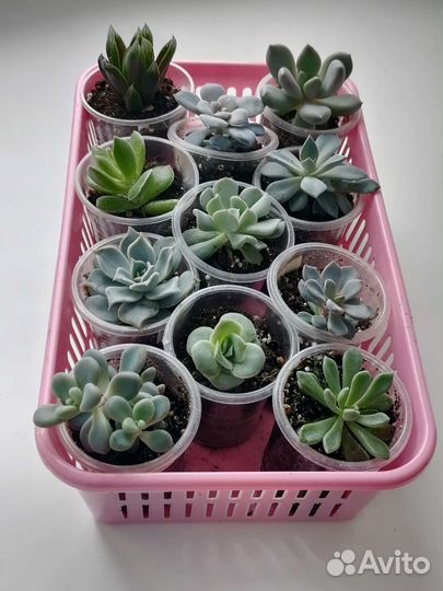 Суккуленты