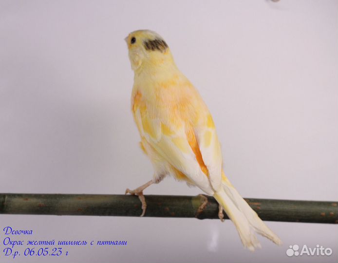 Канарейки самки