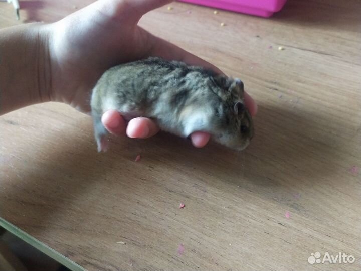 Джунгарский хомяк