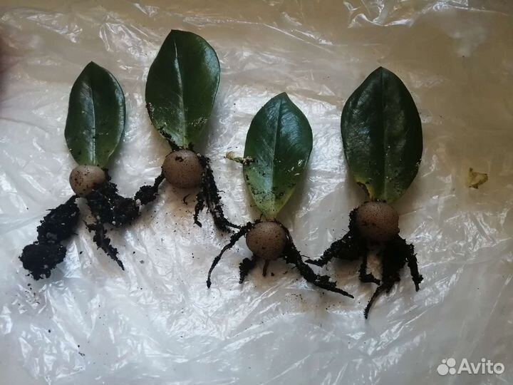 Замиокулькас