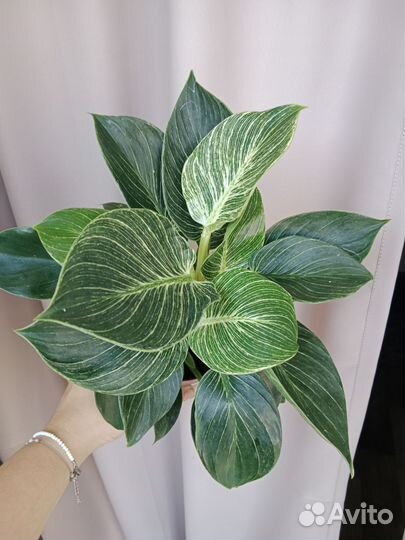 Филодендрон Биркин