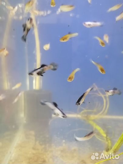 Гуппи Панда Меченосец вилка мхи