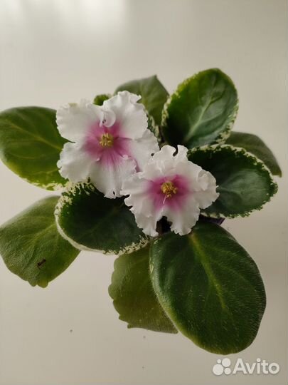 Комнатные растения цветы