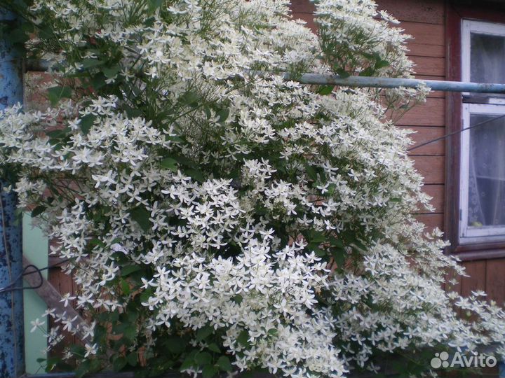 Гвоздика Шабо