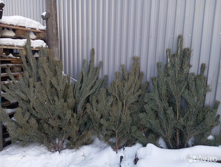 Новогодние ёлочки-красавицы