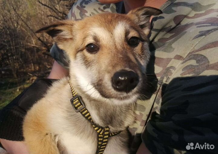 Собаки бесплатно в добрые руки щенки