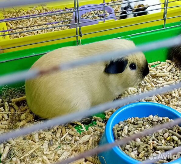 Морские свинки