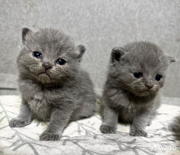 Шотландская