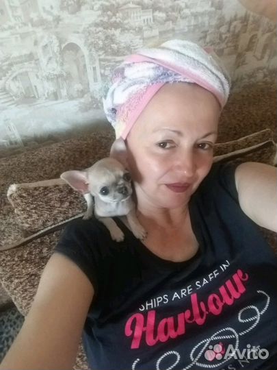 Чихуахуа мини