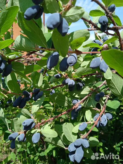 Саженцы. Айва, малина, орех, ежевика, боярышник