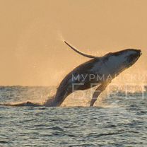 Большая морская прогулка, Киты, Рыбалка, Водопады