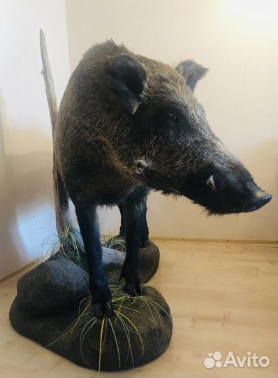 Чучело кабана