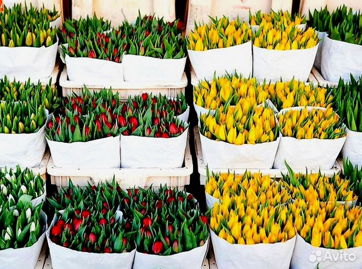 Тюльпаны оптом от производителя