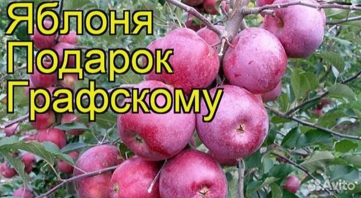 Саженцы Яблонь
