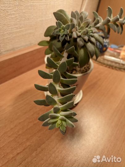 Эчеверия, отростки на срез