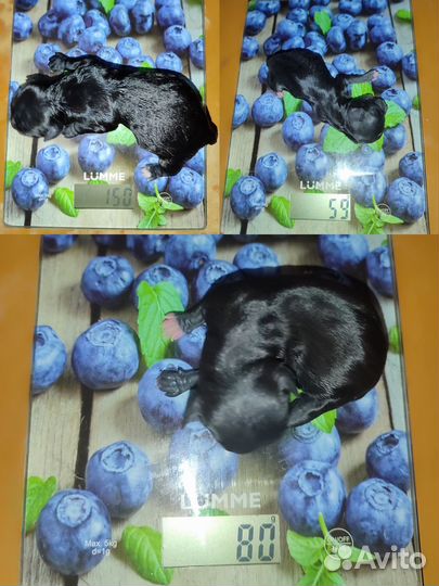 Чихуа щенки настоящие микро, мини и стандарт
