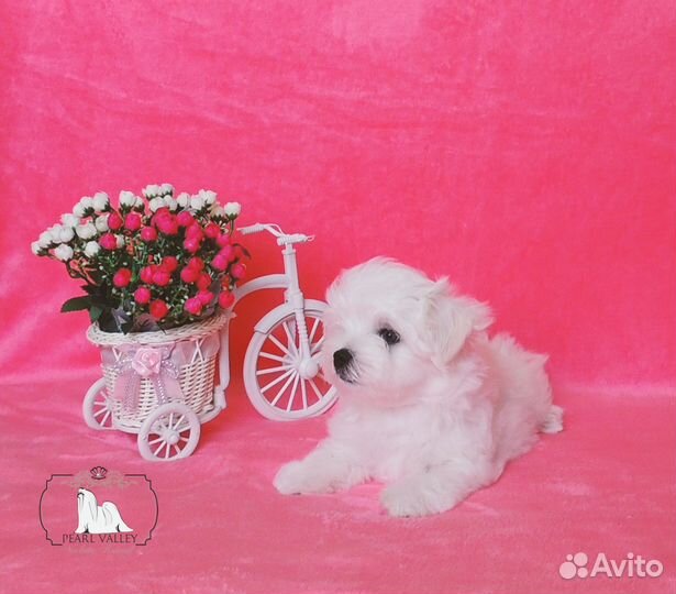 Мальтезе мальчик