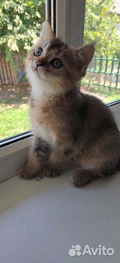 Котята золотая шиншилла