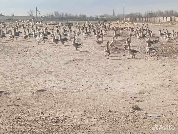 Гуси живым весом