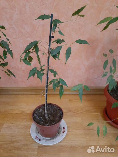 Фикус бенджамина