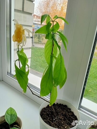 Пахистахис