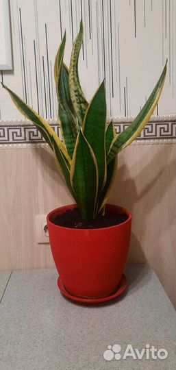 Сансивиерия Лауренти