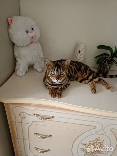 Бенгальский кот чемпион